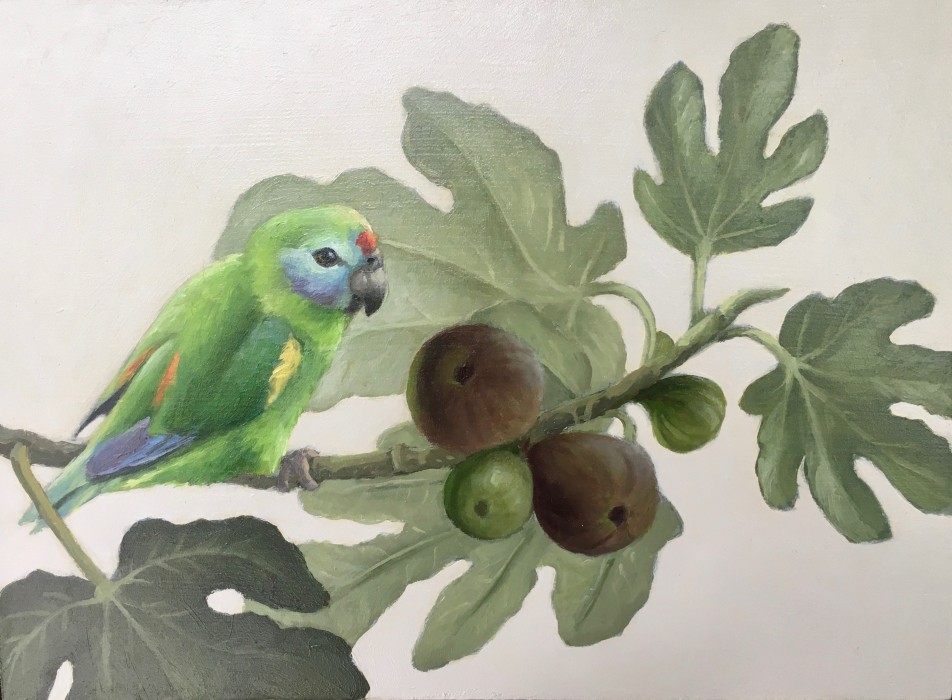 Fig Parrot SOLD