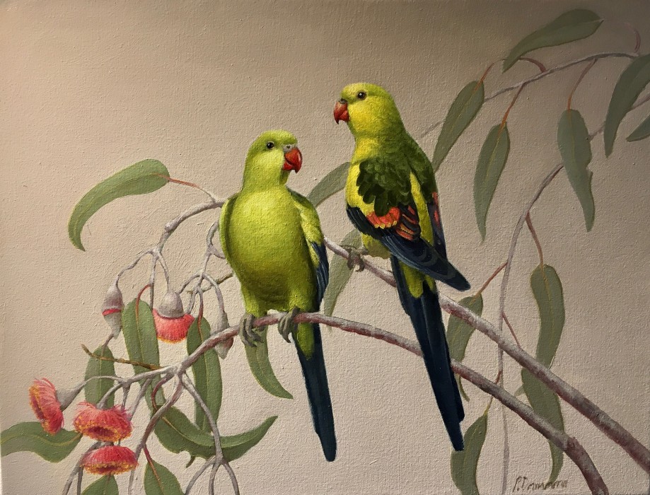 Regent Parrots