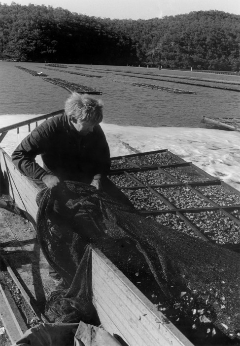 Juno Gemes - Gary Davidson, Netting the Oysters I, 1994