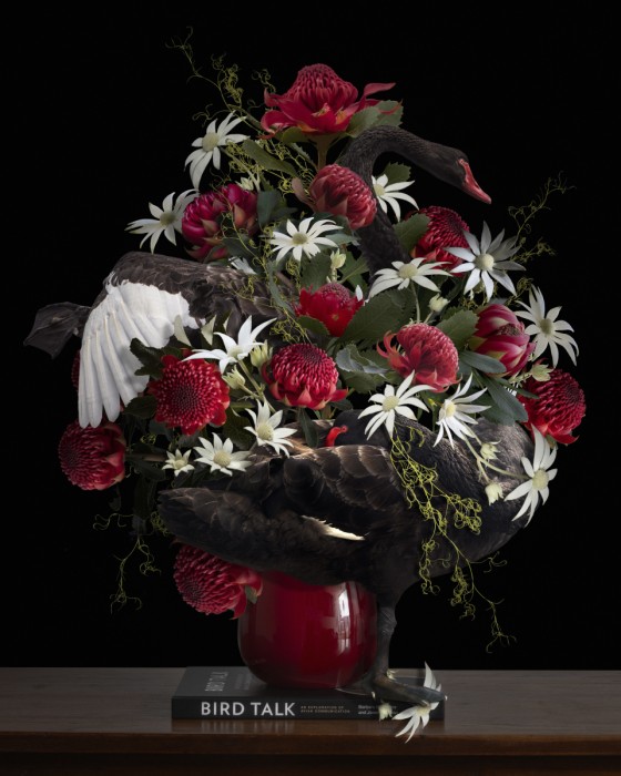 Pamela Pauline - Black Swans 2022 (Birds in Bloom Series)
