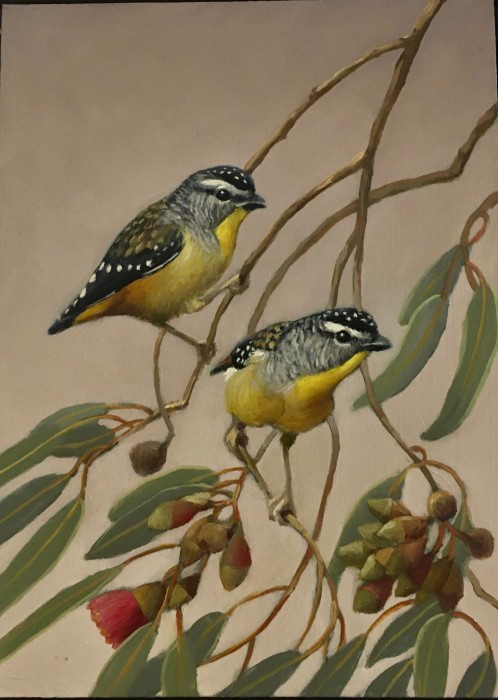 Spotted Pardalotes SOLD