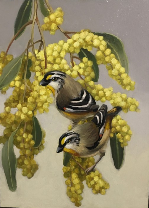 Striped Pardalotes SOLD