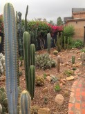 Part of the cactus garden.
